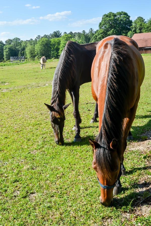 Bed and Breakfast Dublin Farm Esterno foto