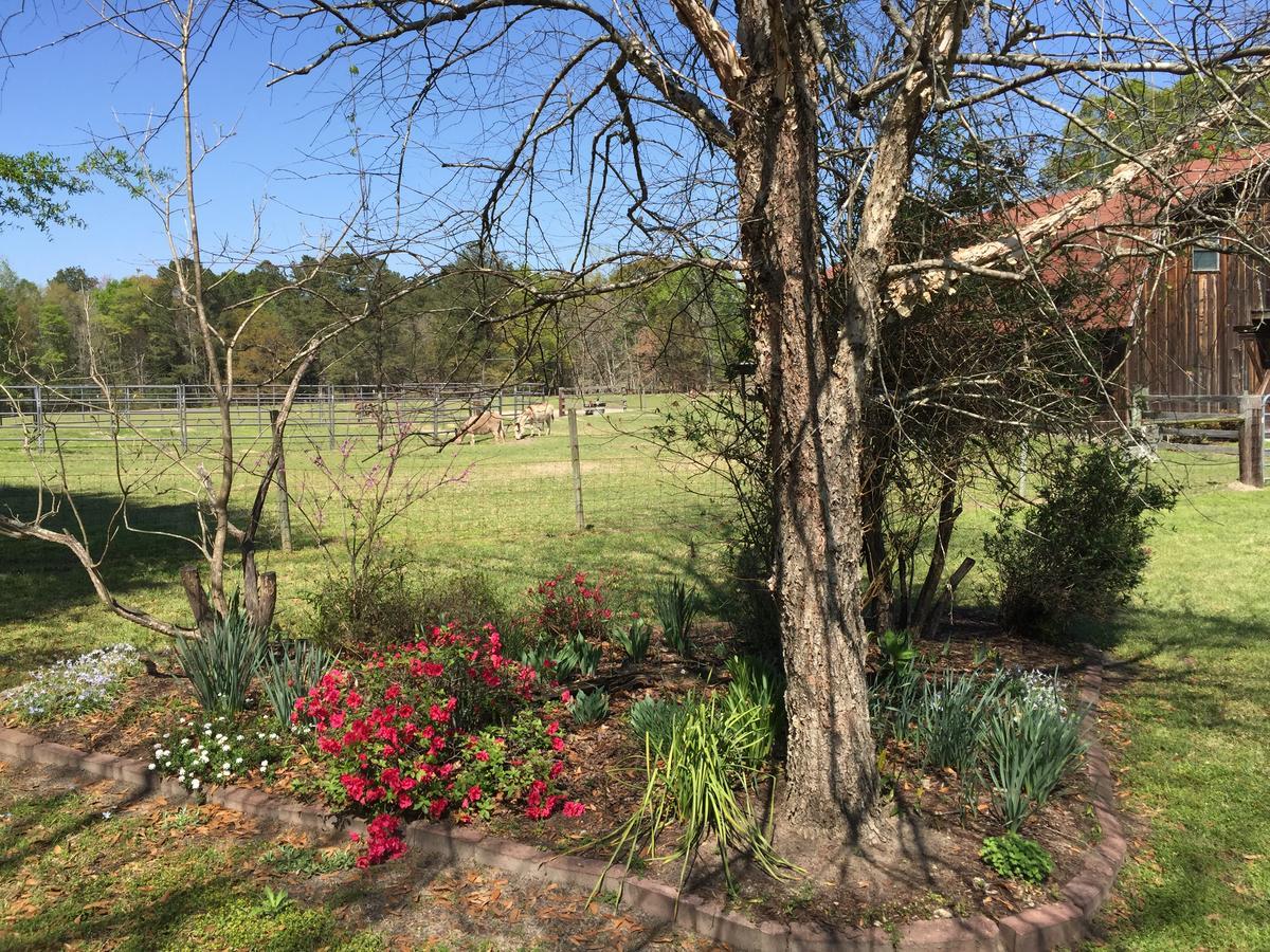 Bed and Breakfast Dublin Farm Esterno foto